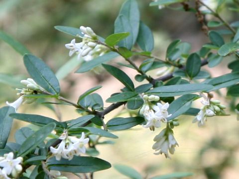 Ligustrum vulgare cv. Insulense