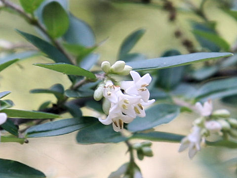 Ligustrum vulgare cv. Insulense