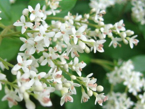 Ligustrum vulgare