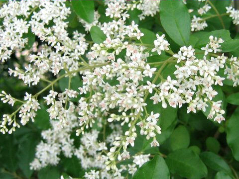 Ligustrum vulgare