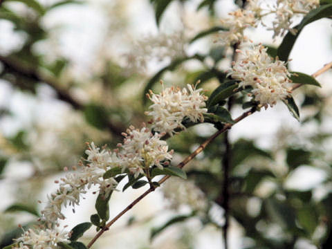 Ligustrum vulgare