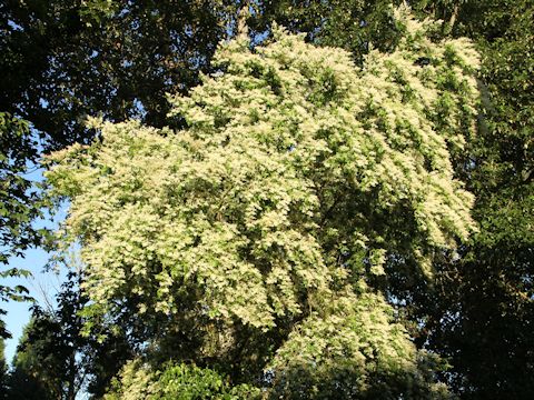 Ligustrum vulgare