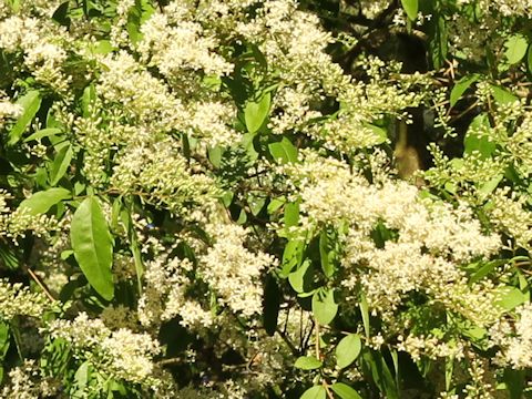 Ligustrum vulgare