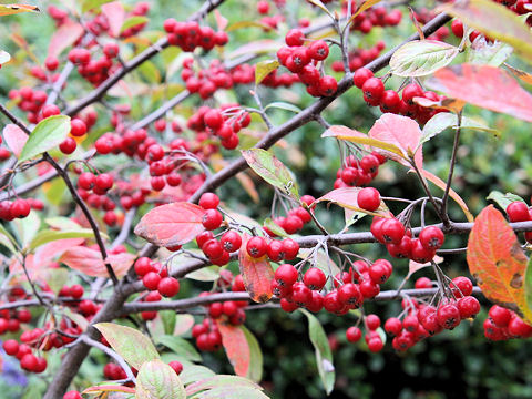 Aronia albutifolia