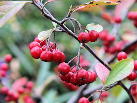 Aronia albutifolia