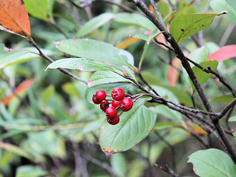 Aronia albutifolia