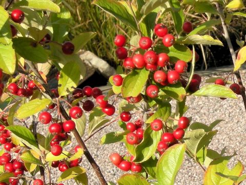 Aronia albutifolia cv. Brilliantissima