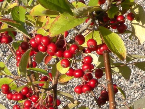 Aronia albutifolia cv. Brilliantissima