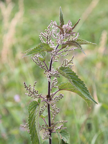 Urtica dioica