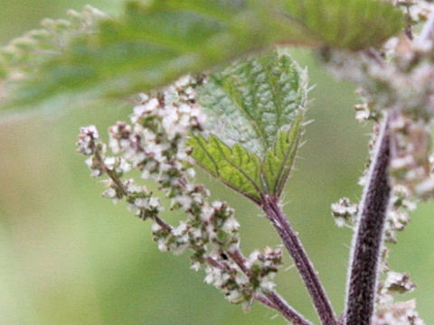 Urtica dioica