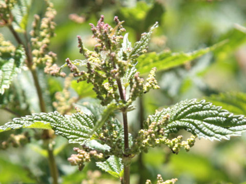 Urtica dioica