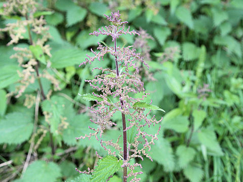 Urtica dioica