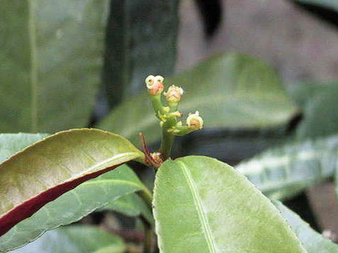 Excoecaria cochinchinensis