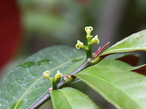 Excoecaria cochinchinensis