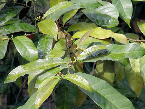 Excoecaria cochinchinensis