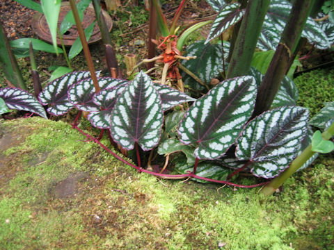 Cissus discolor