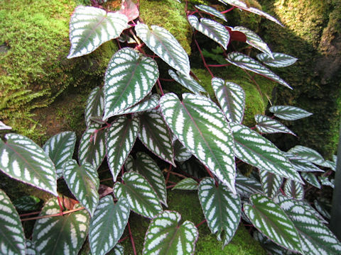 Cissus discolor