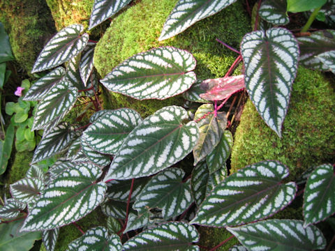 Cissus discolor