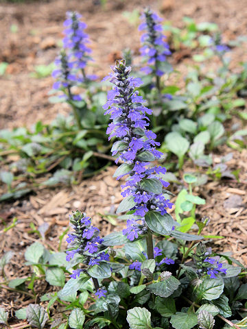 Ajuga reptans