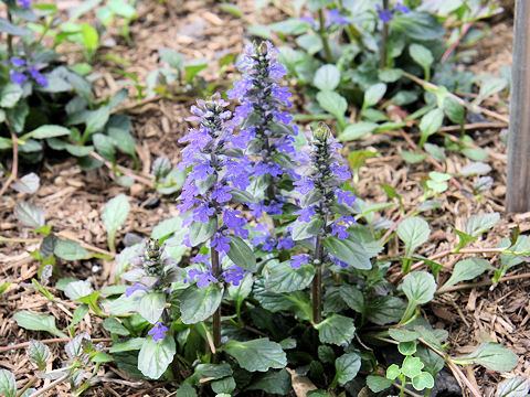 Ajuga reptans