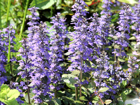 Ajuga reptans