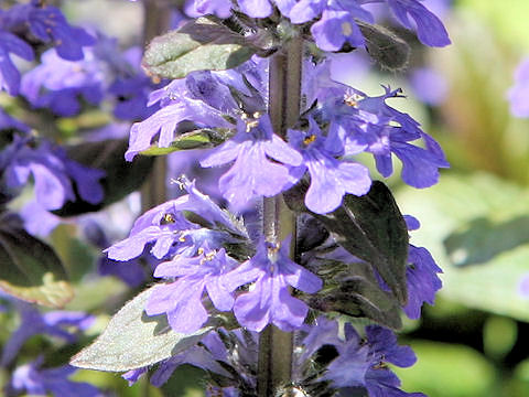 Ajuga reptans