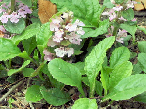 Ajuga reptans