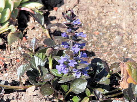 Ajuga reptans