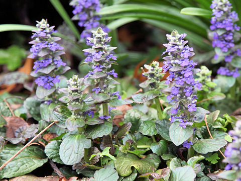 Ajuga reptans