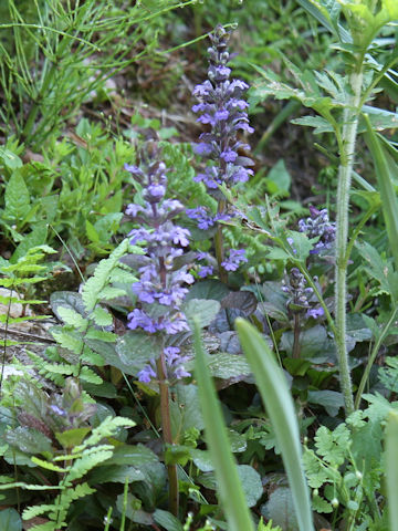 Ajuga reptans