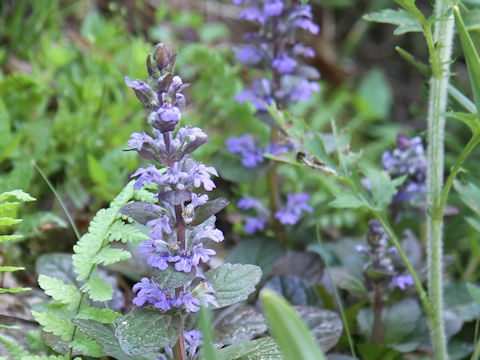 Ajuga reptans