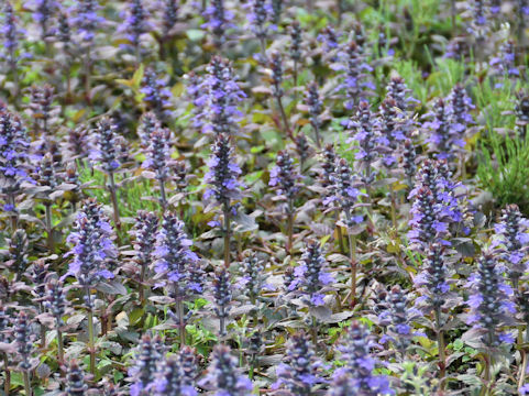 Ajuga reptans