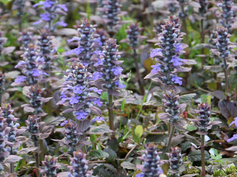 Ajuga reptans