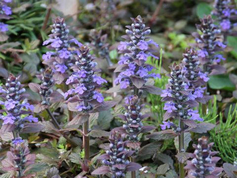 Ajuga reptans