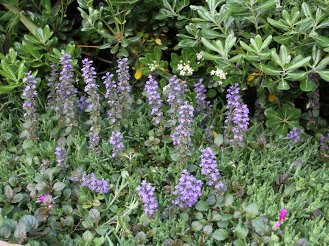 Ajuga reptans