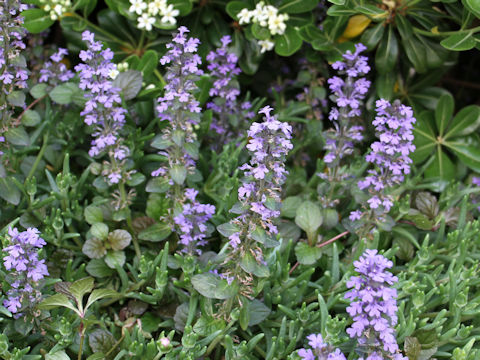 Ajuga reptans