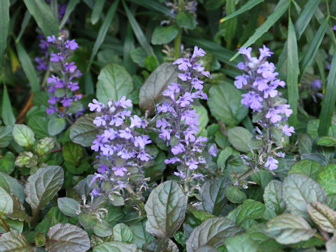 Ajuga reptans