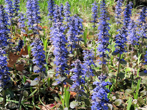 Ajuga reptans