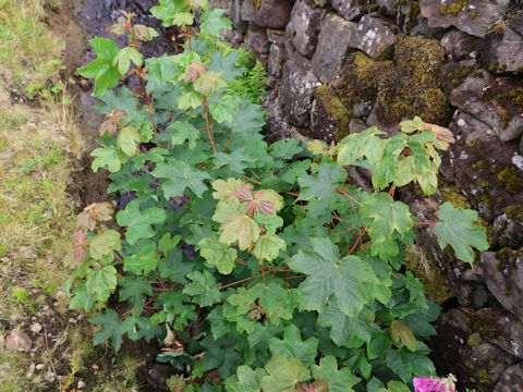 Acer pseudoplatanus