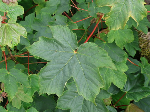 Acer pseudoplatanus