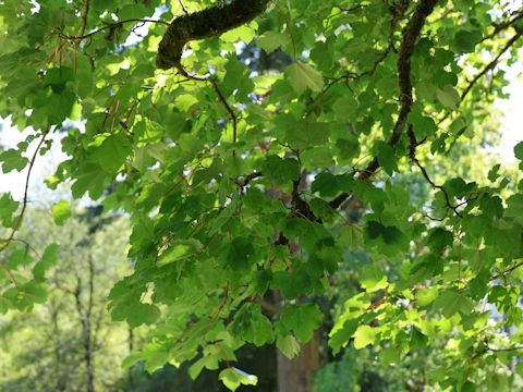 Acer pseudoplatanus