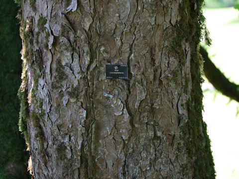 Acer pseudoplatanus