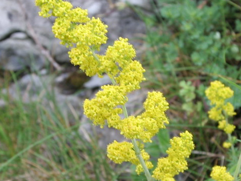 Galium verum