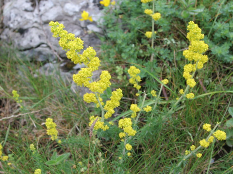 Galium verum