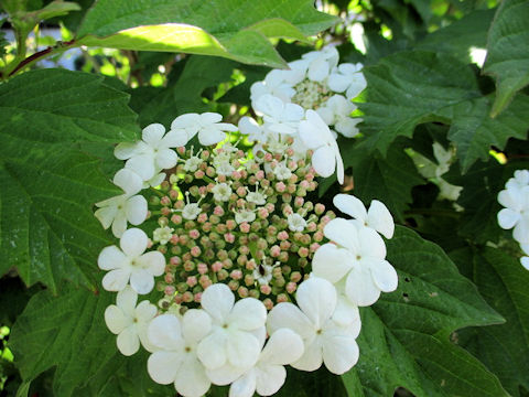 Viburnum opulus