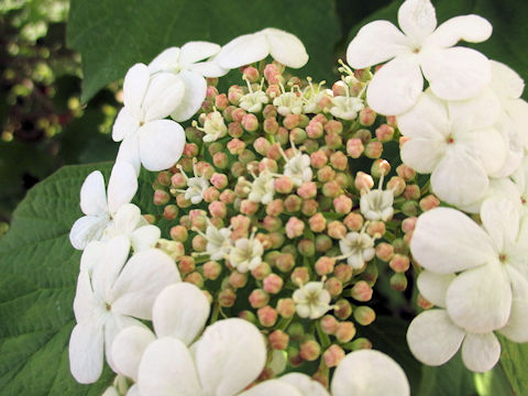 Viburnum opulus