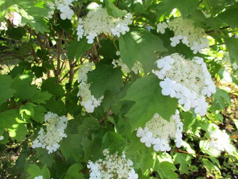 Viburnum opulus