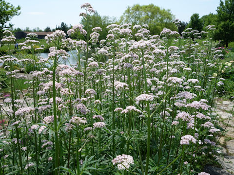 Valeriana officinalis