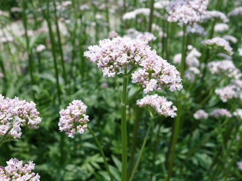 Valeriana officinalis