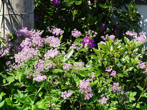 Valeriana officinalis